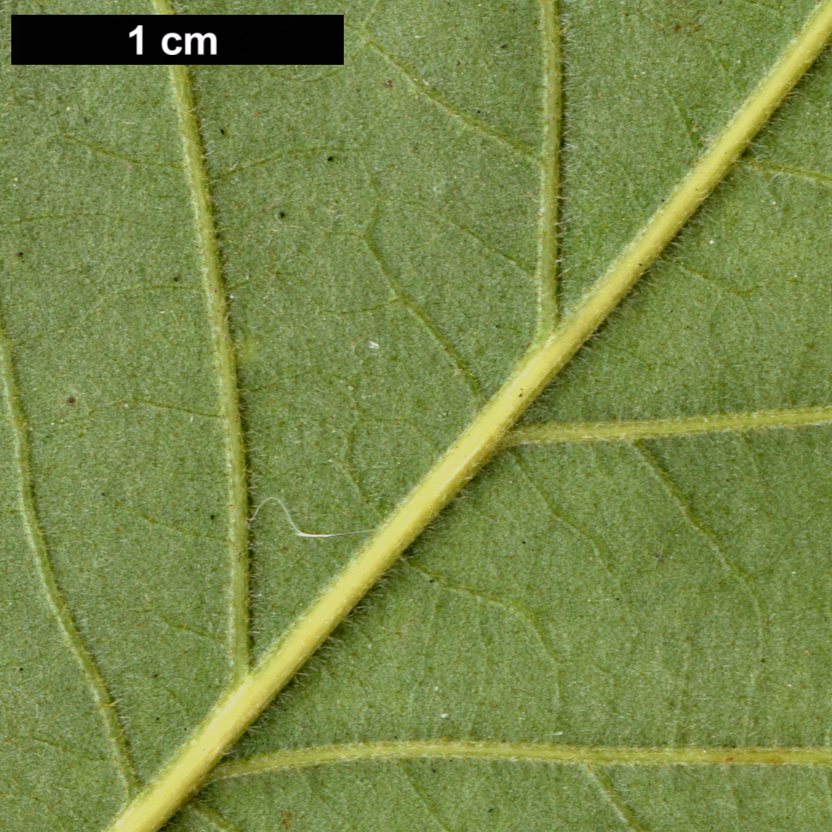 High resolution image: Family: Fagaceae - Genus: Quercus - Taxon: ×introgressa (Q.bicolor × Q.muehlenbergii × Q.prinoides)